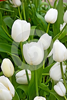 Many white tulips