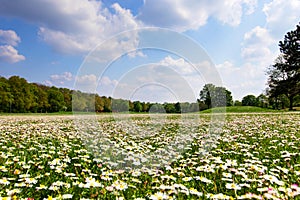 Many white wild Bellis perennis, daisy, common daisy, lawn daisy in the meadow, grassy area is growing. Nature landscape photograp