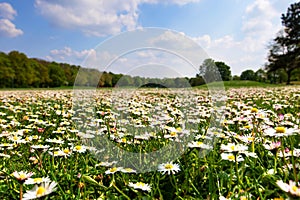 Many white wild Bellis perennis, daisy, common daisy, lawn daisy in the meadow, grassy area is growing. Nature landscape photograp