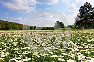Many white wild Bellis perennis, daisy, common daisy, lawn daisy in the meadow, grassy area is growing. Nature landscape photograp