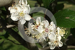 White wild cherry flowers blooming in spring