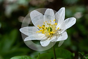 The many white wild flowers in spring forest. Blossom beauty, nature, natural. Sunny summer day, green grass in park. Anemonoides