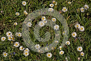 Daisy flowers in the grass, overhead view