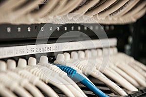 Many whites and one blue cable in communication rack