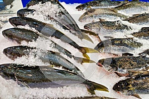 Many Whole Atlantic Salmon Fish in Sydney Fish Markets, Australia