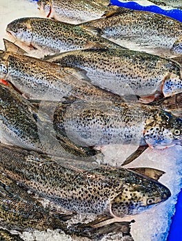 Many Whole Salmon Fish at Sydney Fish Market, Australia