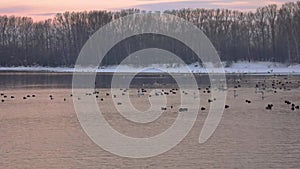 Many whooper swans winter on the thermal lake Svetloye, Altai, Russia