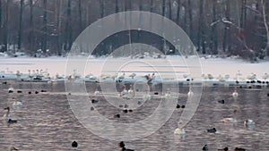 Many whooper swans winter on the thermal lake Svetloye, Altai, Russia