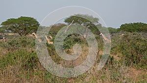 Many wild African giraffes walking on the savannah among the bushes and acacias
