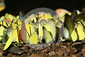 Many wild butterfly\'s on ground