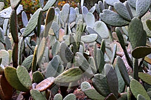 Many wild cacti background.