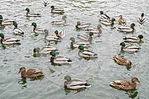 Many wild ducks swim in the winter lake. A flock of ducks in the water. A crowd of ducks floating on the wate