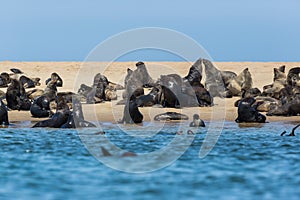 Many wild eared seals otariidae on sandy coast in Namibia, blue water