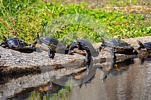 Many Wild Florida Slider Turtles