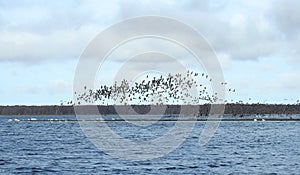 Flying goose bird over flood field, Lithuania