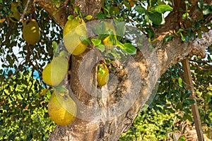 Many wild large Jack Fruits growing from a tree.