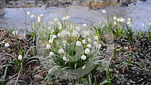 Many wild Leucojum - nowbell, Dewdrop,  St. Agnes` flowers in forest near small river