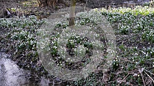 Many wild Leucojum - nowbell, Dewdrop,  St. Agnes` flowers in forest near small river