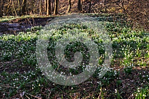 Many wild Leucojum - snowbell, Dewdrop,  St. Agnes` flowers in forest near small river