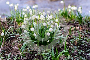 Many wild Leucojum - snowbell, Dewdrop,  St. Agnes` flowers in forest near small river