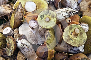 Many wild mushrooms