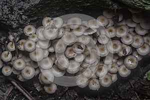Many of the wild Panaeolus cyanescens mushrooms.