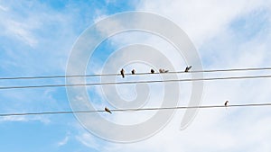 Many wild pigeons are playing on electric wires in the blue sky of Bangladesh winter