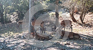 Many wild red deer, Cervus elaphus, at Parnitha forest mountain, Greece