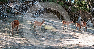 Many wild red deer, Cervus elaphus, at Parnitha forest mountain, Greece