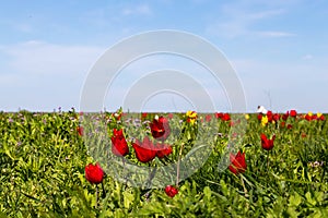 Many wild red, white and yellow tulips in green spring steppe under the blue sky