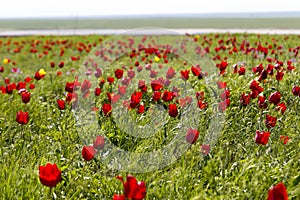 Russia. Many wild red and yellow tulips in green spring steppe under the blue sky in Kalmykia