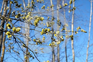 Many willow branches with bushy sprouts blossom against clear cloudless blue sky in bright spring day