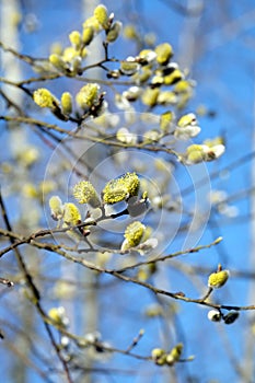 Many willow branches with bushy sprouts blossom against clear cloudless blue sky in bright spring day vertical view