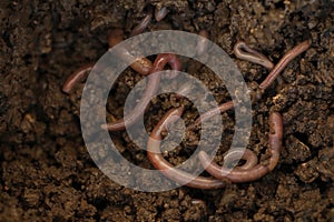 Many worms crawling in wet soil, closeup