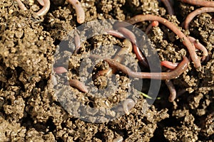 Many worms crawling in wet soil on sunny day, closeup