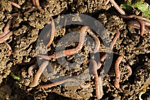 Many worms crawling in wet soil on sunny day, closeup