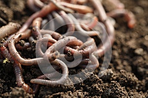 Many worms on wet soil, closeup. Terrestrial invertebrates