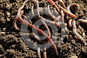 Many worms on wet soil on sunny day, closeup