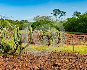 Many Xique xique cacti Pilosocereus gounellei and sertao/caatinga landscape - Oeiras, Piaui Northeast Brazil photo