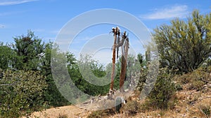 Deserted Organic Fibers photo