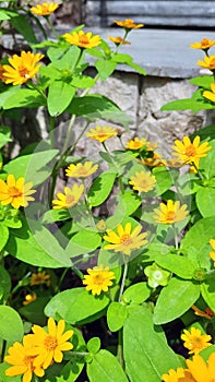 many yellow arnica flowers among green leaves in the garden