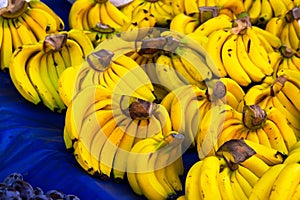 Many yellow bananas on farmer market. Ripe tropical fruits on the market counter. Healthy organic food. Selective focus. Blurred