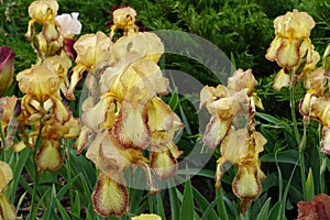 Many yellow and brown flowers of bearded irises