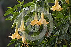 Many yellow Brugmansia named angels trumpet or Datura flower blossom in Panama
