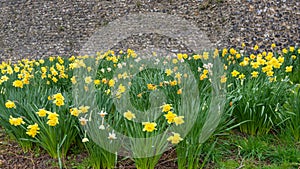 Many yellow daffodils in bloom in city park beside old city stone wall.