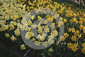 Many yellow Daffodils grown in the flowerbed.
