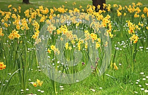 Many yellow daffodils Narcissus flowering around easter in a meadow with white daisies