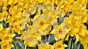 Many yellow daffodils in the park.