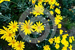 Many yellow daisies Daisy Asteraceae with green blurred background, blooming in autumn in Kenroku-en Garden in Kanazawa, Japan