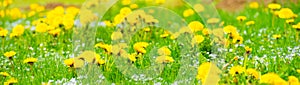 Many yellow dandelion blossoms among the green grass of the meadow. From a low angle. Outdoors in the morning. Web banner